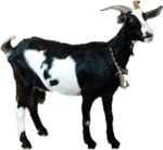 Cabra