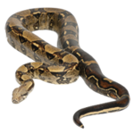 Cobra