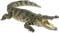 Jacaré