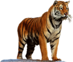 Tigre
