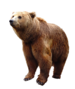 Urso