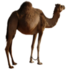 Bicho do dia: Camelo