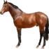 Bicho do dia: Cavalo