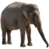 Bicho do dia: Elefante