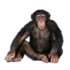 Tabela do Jogo do Bicho - Macaco