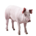Bicho do dia: Porco