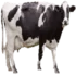 Bicho do dia: Vaca